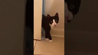 Meow 😻 shortvideo petschannel catfunny cat funny ytpets funnycatvideos pets funnyanimal [upl. by Mirella]