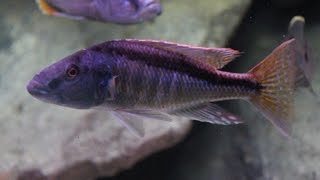 Champsochromis Spilorhynchus  African Cichlid Malawi [upl. by Ydrah]