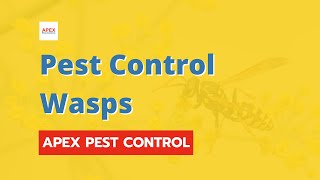 Pest Control Wasps  Safeguard Your Property  Apex Pest Control [upl. by Aikar]