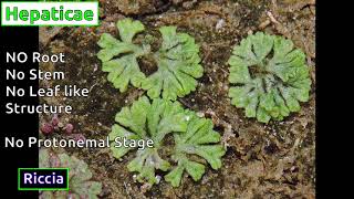 Classification of Bryophytes [upl. by Aknaib]