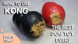 How To Use Kong Dog Toy  Everything About The BEST Dog Toy In The World [upl. by Narad795]