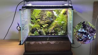 building a bioactive poison dart frog vivarium dendrobates auratus in Exo Terra 12x12x12 [upl. by Coray]