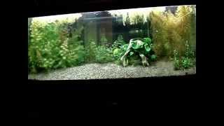 55 gallon planted aquarium kitty litter substrate [upl. by Alexina]