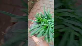 needle grass plant for sale full pot avilable Rs 35944743125 single shoot price 9 [upl. by Eicnan]