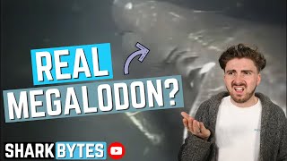 Shark Scientist REACTS to quotRealquot MEGALODON Sightings [upl. by Droc]