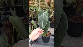 Philodendron melano 150k chậu Zalo 0976438481 [upl. by Subir759]