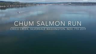 Washington State Chum Salmon run [upl. by Firehs]