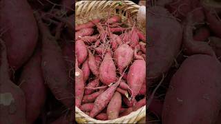 Collection of sweet potatoes and enjoy beautiful nature with rural farming life shorts farming [upl. by Forrester]