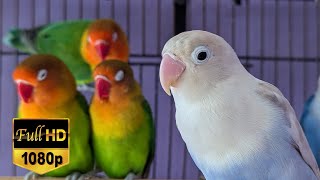 Love birds chirping sound amp singing sound amp Relaxing sound full HD video 33 love birds life 65 [upl. by Hanikehs]