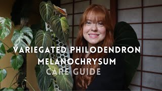 How to care for a Variegated Philodendron Melanochrysum [upl. by Gothart783]