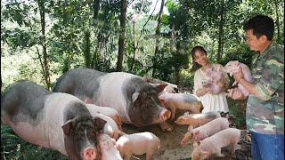 Buy more pig breeds Harvest cassava and dry it to make food for pigs [upl. by Sevein]