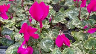 Stunning Cyclamen Percicum Variety of Colors And Relaxing Music [upl. by Einad]