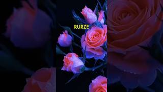 Na gurze rurze 🌹🧸 [upl. by Livia303]