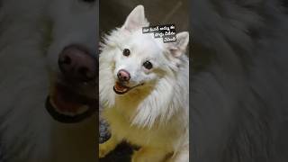 dog tamil animalfundub telugu doglover comedyvideos funnyshorts ytfunny asalainahasyam [upl. by Yartnoed133]