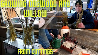 Propagating weeping willow and red osier dogwood cuttings New dogwood process learned from Ireland [upl. by Jennee]