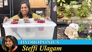 Growing plants without soil  Hydroponics Setup at home in Tamil [upl. by Arundell440]