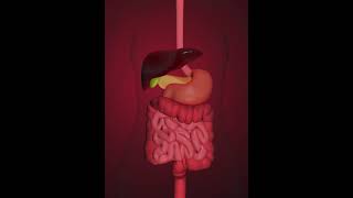 Digestive system small intenstine 3D Animation [upl. by Tombaugh407]