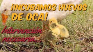 Cría de Gansos  Nuestra Oca Incuba Huevos y Nos Toca Intervenir [upl. by Jessey]