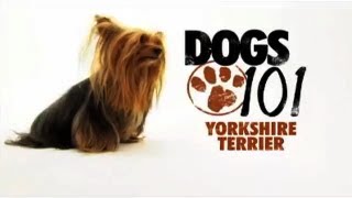 Dogs 101  Yorkshire Terrier [upl. by Uriiah516]