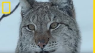 Lynx boréal une des plus belles créatures des neiges [upl. by Kittie902]