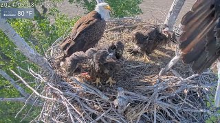 Kansas Eagles 51424 Footage from 5824 Ellie delivers flopping fish Harvey gets feeding time [upl. by Terrell]