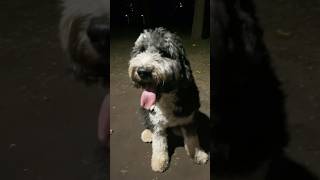 Sheepadoodle funnydogvideos v😀 doglovershorts shortsviral ￼ [upl. by Maddox]