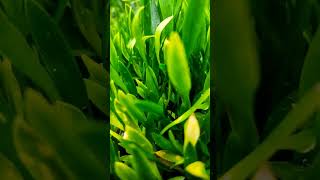 cryptocoryne parva aquaticplants [upl. by Rasure]