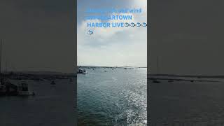 STRONG SW WIND EDGARTOWN HARBOR LIVE MARTHAS VINEYARD [upl. by Ahseyk]