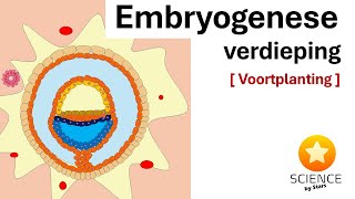 Embryologie Van zygote tot embryo week 1  4  Voortplanting [upl. by Ynohtnad]