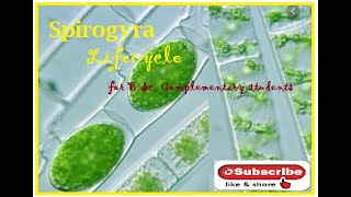 Spirogyra  Life cycle [upl. by Anaed]