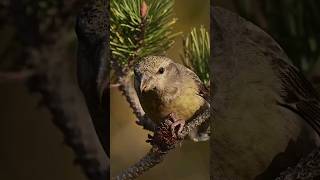 Parrot Crossbill Eating Pine Cone wildlife animals earth parrot [upl. by Wiese]