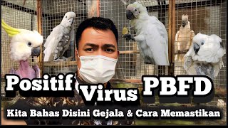 Bahas Penyakit PBFD Pada Burung Parrot Lihat Gejala Ini Mingkin Terjadi Pada Burung Anda [upl. by Hesper]