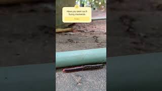 Yellow spotted millipede hiring a rapido ride on American giant millipede 😅crazymoments rapido [upl. by Nirak873]