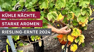 RieslingErnte in der Lage Fässerlay Ein Jahrgang voller Aroma 🍇🍷 [upl. by Enelear]