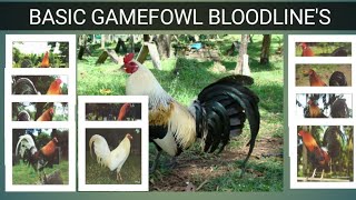 GAME FOWL BLOODLINES Origin amp Characteristics [upl. by Selena]