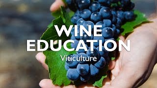 WINE EDUCATION  Viticulture [upl. by Noremmac]