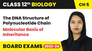 The DNA Structure of Polynucleotide Chain  Molecular Basis of Inheritance  Class 12 Biology Ch 5 [upl. by Yendic]