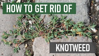 How to Get Rid of Knotweed 4 Easy Steps [upl. by Pietro173]