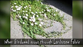 When Bindweed Grows THROUGH Landscape Fabric 😬😱 [upl. by Cassaundra]