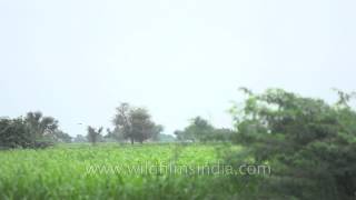 Egrets soar over Rajasthani fields [upl. by Fast613]