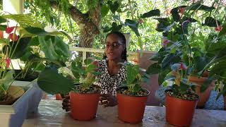 How to Grow Anthuriums in Pots [upl. by Kerge]