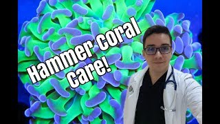 Hammer Coral Beginner Care Guide [upl. by Apfel50]