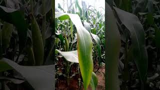 Maize farming in zambia [upl. by Ayikaz]