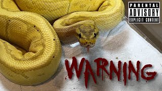 Banana Pinstripe Royal  Ball Python  feeding highlights 🎬 210924 [upl. by Odlamur]