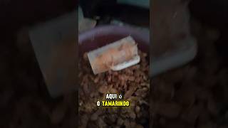 Polpa de Tamarindo cultivonaroça vidanaroça jairdapolpa plantacao shortvideo agro [upl. by Hooke]