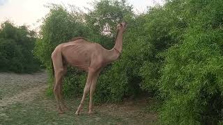 Male camel eating a tree for foodذكر الجمل يأكل شجرةanimals camel desert nature wildlife thar [upl. by Mathi889]