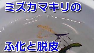 ミズカマキリのふ化と脱皮 [upl. by Edee]