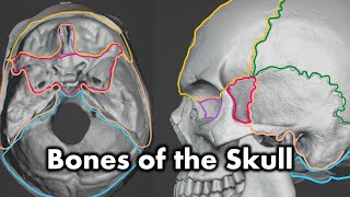 Bones of the Cranium and Face [upl. by Alyda]