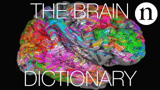 The brain dictionary [upl. by Adham815]