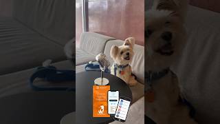 DogsOfTheOffice shares this weeks updates amp check out Dogtopia’s video httpsshorturlatAiU11 [upl. by Thgiwd999]